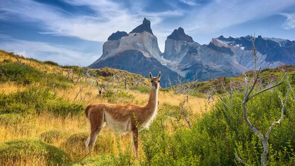 On your trip to South America, keep an eye out for Argentina’s native wildlife, from pink fairy armadillos to cougar-like culpeo foxes