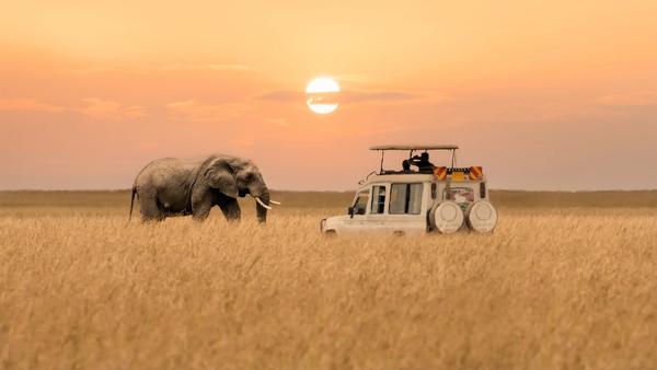 From safari experiences in scenic national parks to relaxing in sleepy coastal towns, Kenya runs wild with endless adventure