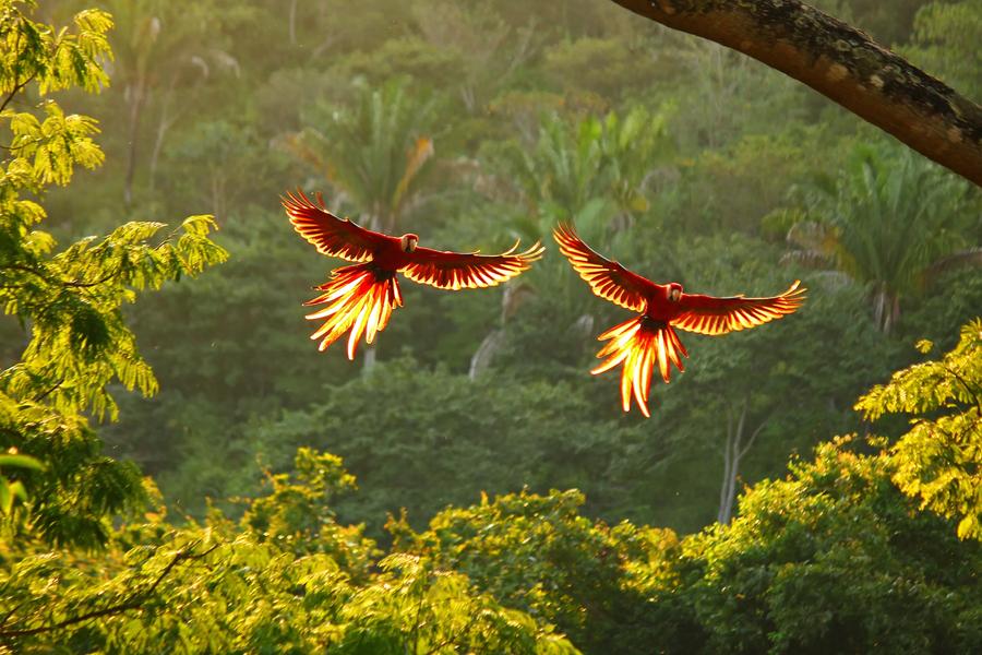 Cartoonish faces and iridescent feathers are just two of many traits that make Costa Rican wildlife among the most captivating in the world