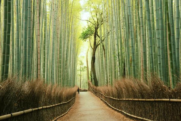 Snow-clad mountains perfect for skiing, temples galore, and fish-filled coral reefs — Japan really has it all