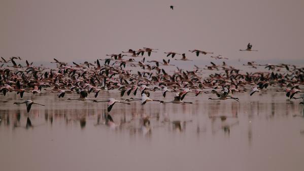 Botswana Nato Bird Sanctuary Flamingoes