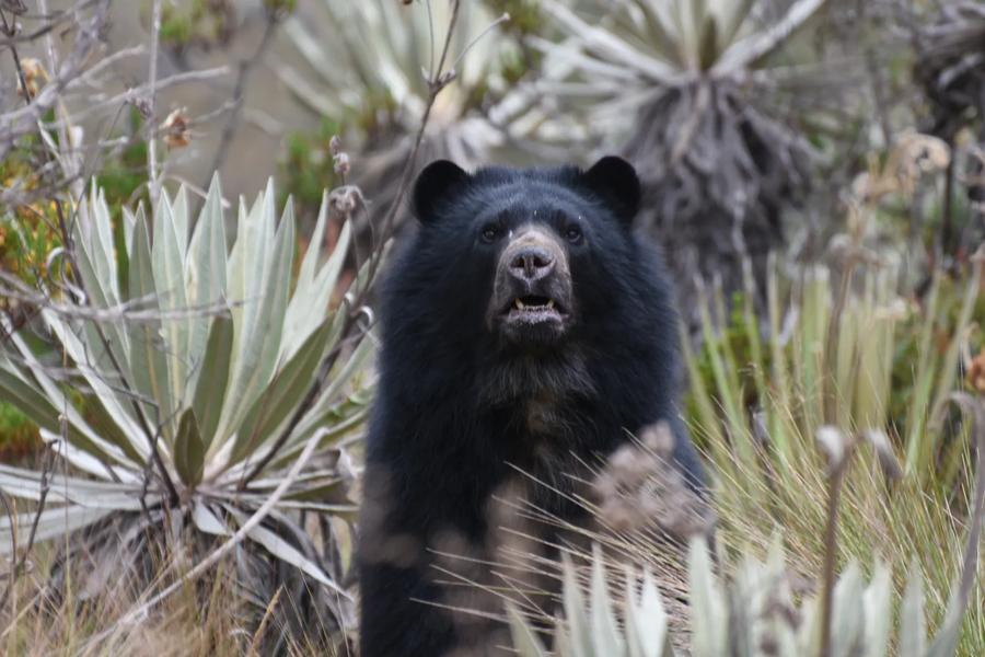 From the Andes to the Amazon, Colombia is one of the world's most geographically diverse countries and home to a wide range of wildlife