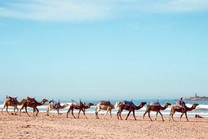 Whether you’re looking to surf up a storm or catch some rays, these Moroccan beaches are sun-soaked faves for travellers