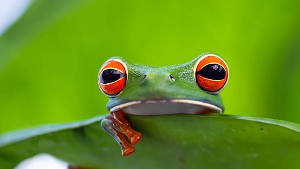 From the Andes to the Amazon, Colombia is one of the world's most geographically diverse countries and home to a wide range of wildlife