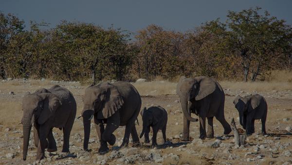 Namibia Etosha National Park Wildlife Safari Drive Elephant Family