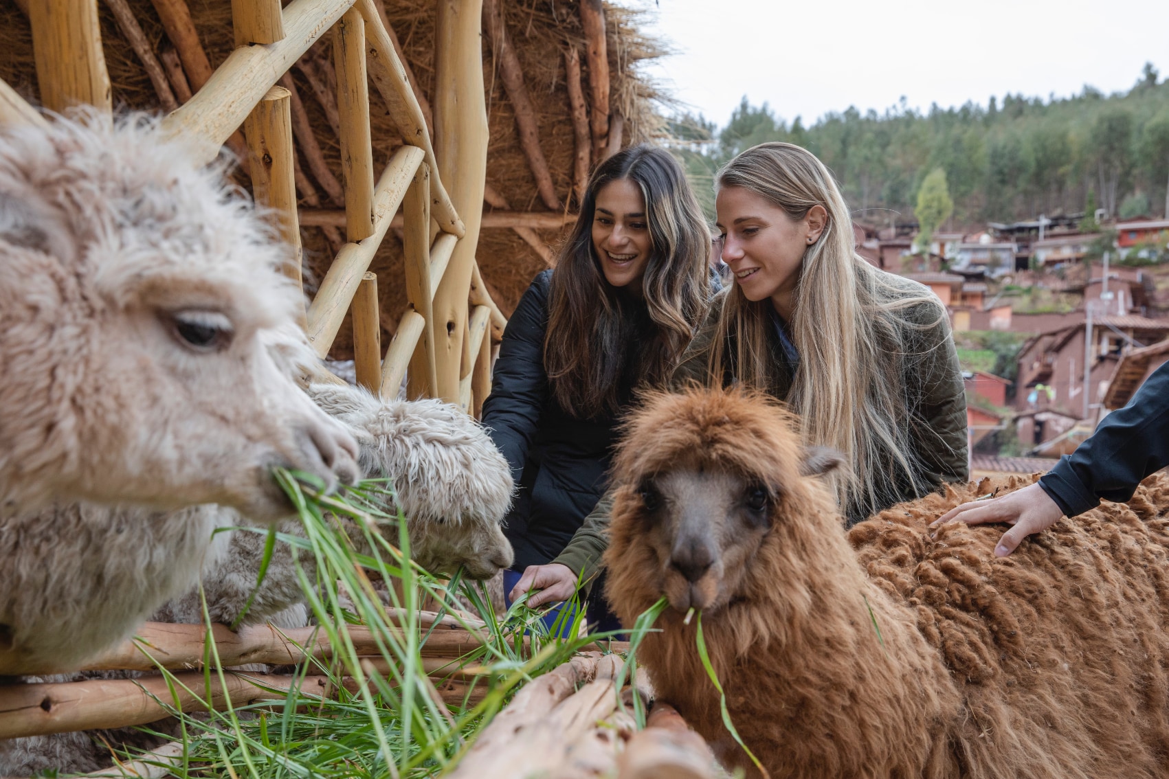 two travellers petting alpacas in peru