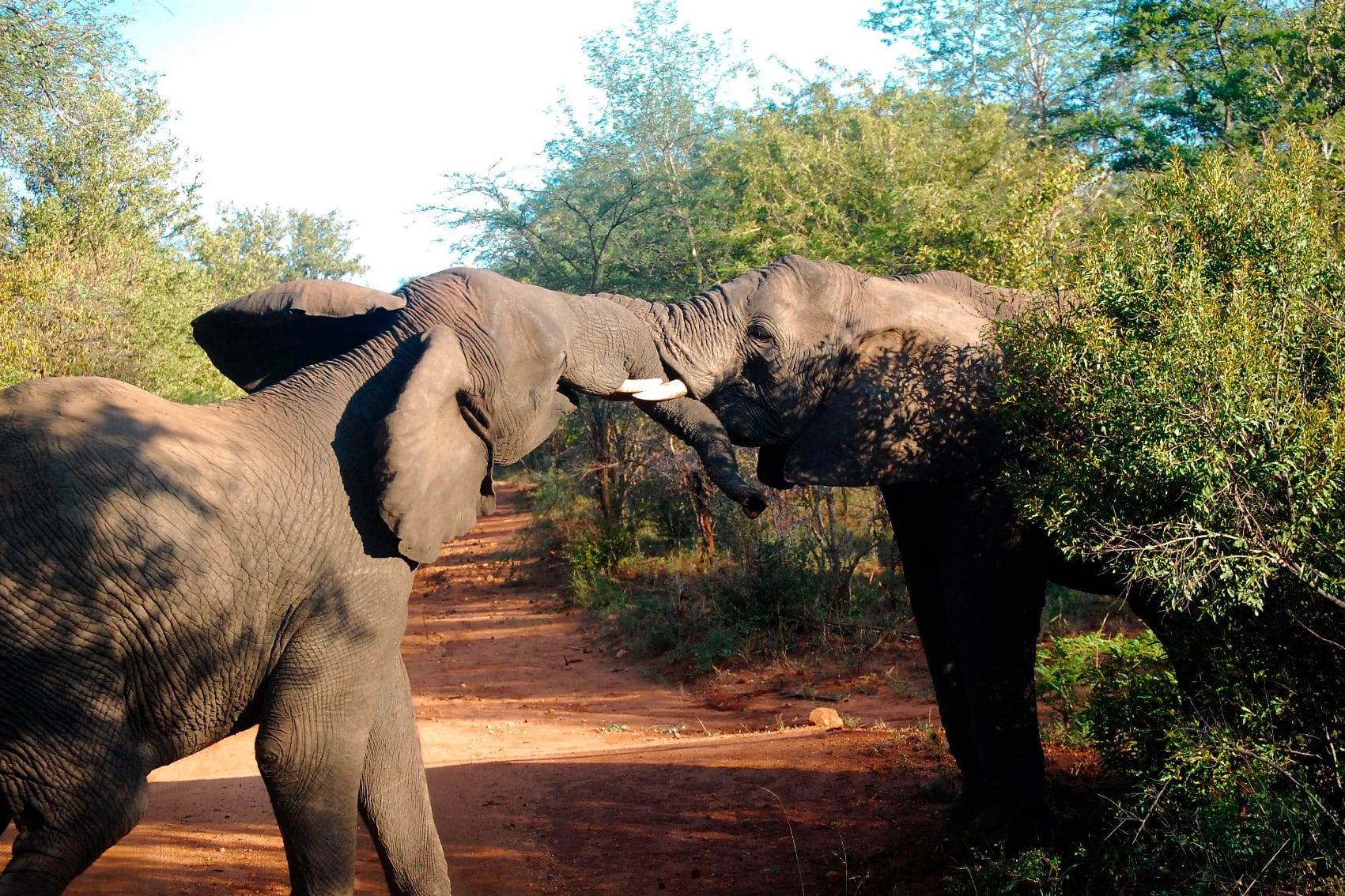 two elephants spar playfully on safari in South Africa