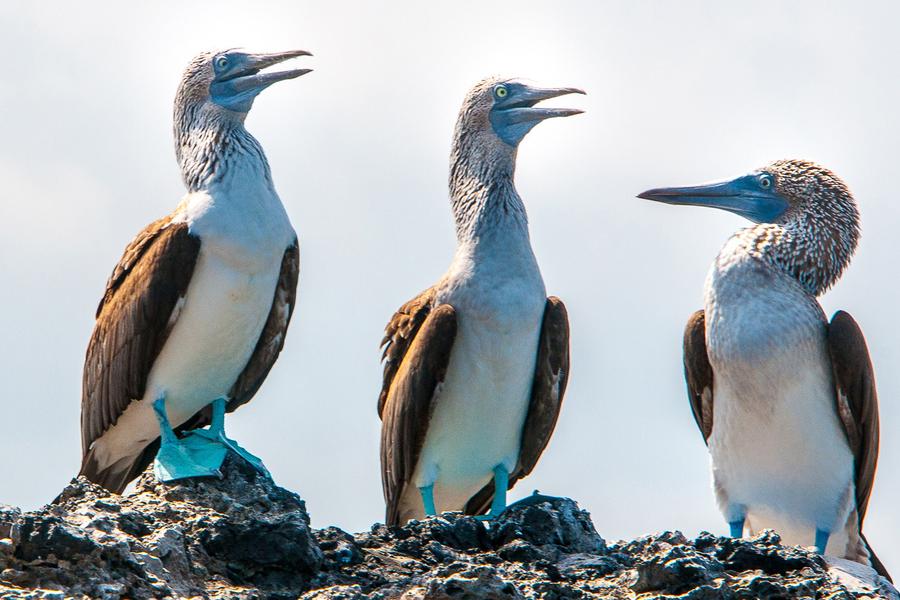 Dive into some Galápagos trivia with wanderer Gary Arndt