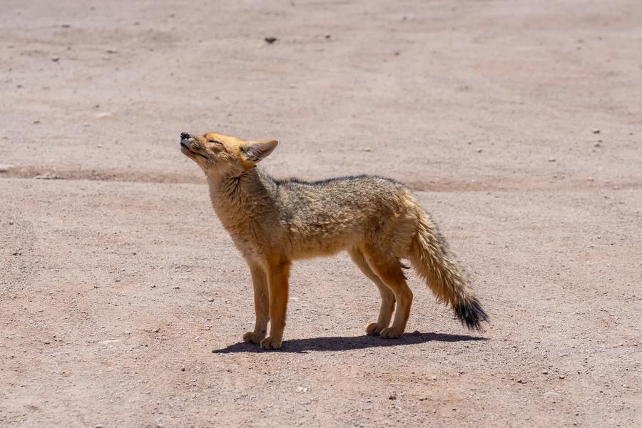 On your trip to South America, keep an eye out for Argentina’s native wildlife, from pink fairy armadillos to cougar-like culpeo foxes