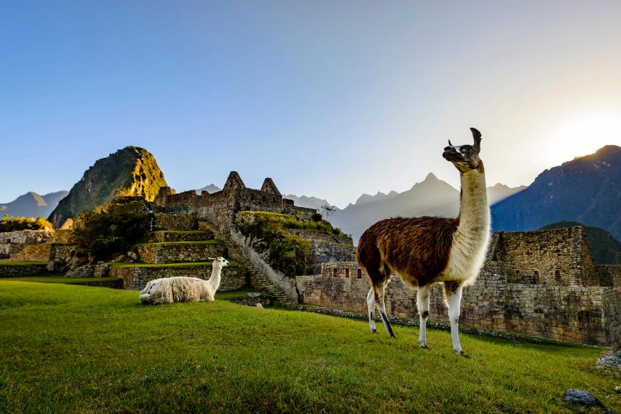 Whether you’re a seasoned nature buff or can’t tell a llama from an alpaca, our list preps you for Peruvian wildlife spotting