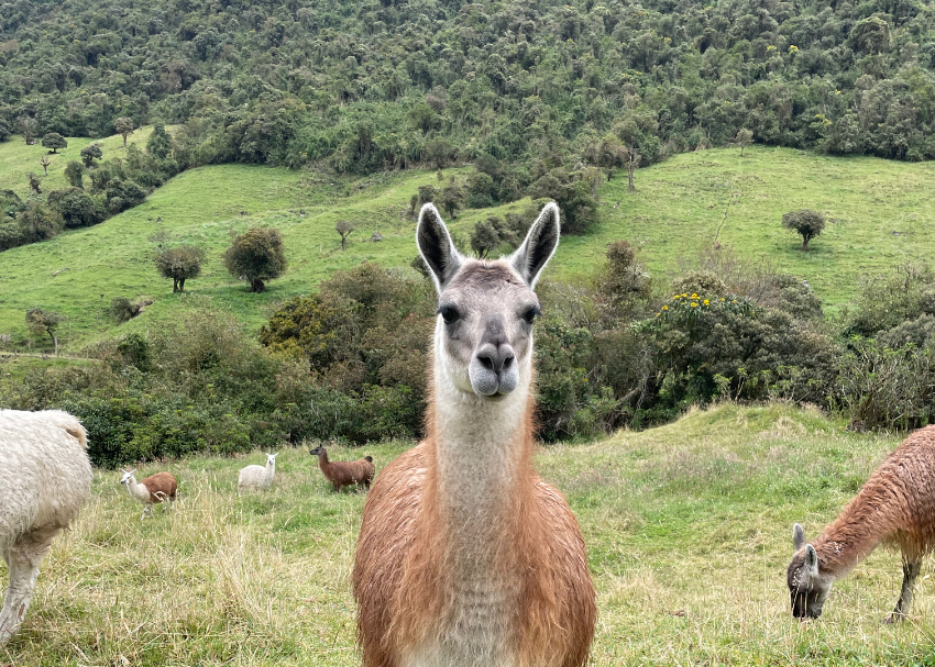 ecuador pic